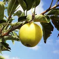 Apple Ein Shemer (Malus Domestica Ein Shemer) - Saib