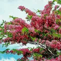 Red Cassia (Cassia Marginata)