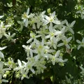 Sweet Autumn Clematis (Clematis Terniflora)