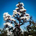 White Crepe Myrtle (Lagerstroemia Diamond Series) - Crepe Myrtle