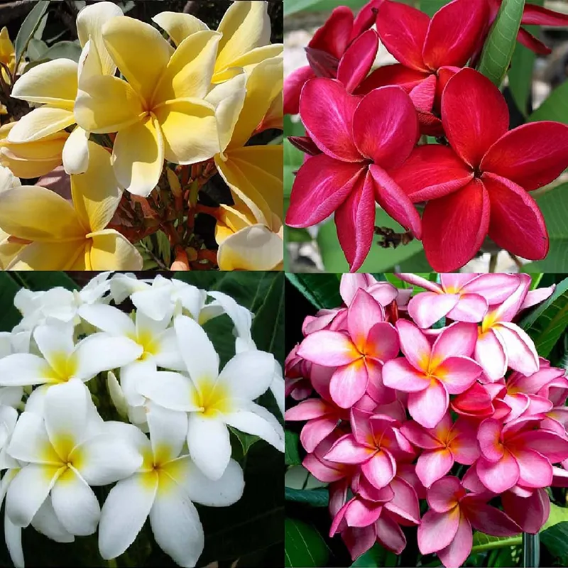 Frangipanni (Plumeria Variegated) - Gul-e-Chin